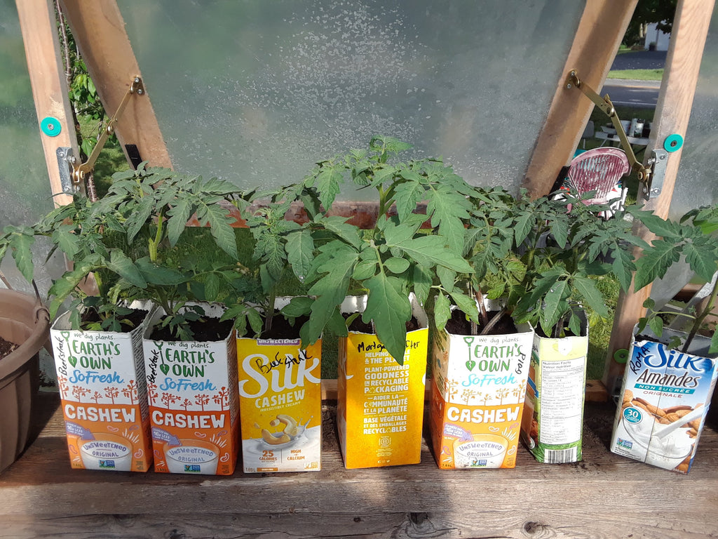 Plants for Sale