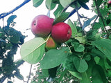 Apple Fennel Relish (organically grown and reduced-glycemic)