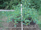 Tomatillo Verde Salsa with Pears (Garden-grown)
